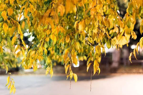 Gula Blad Grenarna Träd Tokyo Japan Närbild Med Selektiv Fokus — Stockfoto