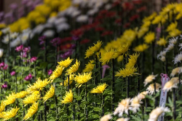 Crisantemos Coloridos Invernadero Japonés Primer Plano —  Fotos de Stock