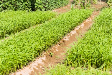 Yeşil çim Bahçe, Luang Prabang, Laos büyüyen.