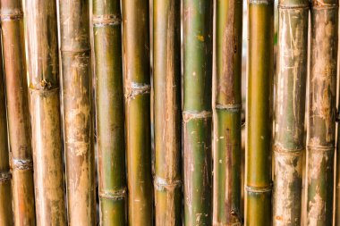 Bambu yakın çekim, Luang Prabang, Laos takip ediyor. 