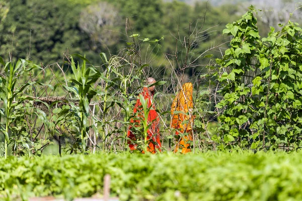 LUANG PRABANG, LAOS - 11 DE ENERO DE 2017: Cultivo de pepinos en el jardín. Copiar espacio para texto . —  Fotos de Stock