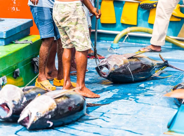 Tres grandes atunes yacen en cubierta, Macho, Maldivas. Copiar espacio para texto . — Foto de Stock