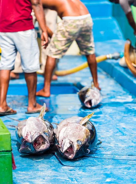 Dois grandes atum no convés, macho, maldivas. Copiar espaço para texto. Vertical . — Fotografia de Stock