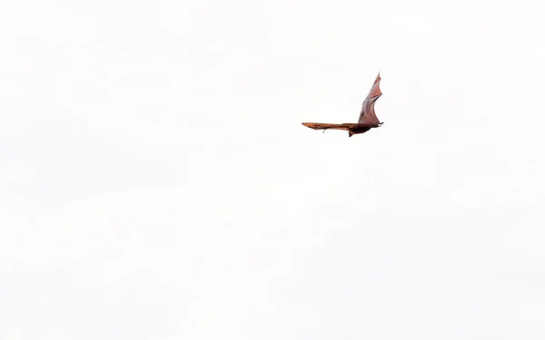 Ein fliegender Fuchs auf weißem Himmelhintergrund, männlich, Malediven. Kopierraum für Text. isoliert auf weißem Hintergrund. — Stockfoto