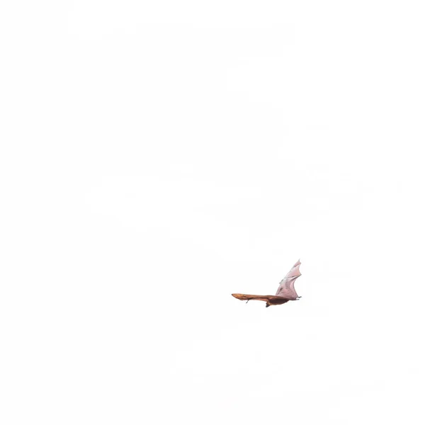 En flygande räv på en vit himmel bakgrund, Male, Maldiverna. Kopiera utrymme för text. Isolerad på vit bakgrund. — Stockfoto