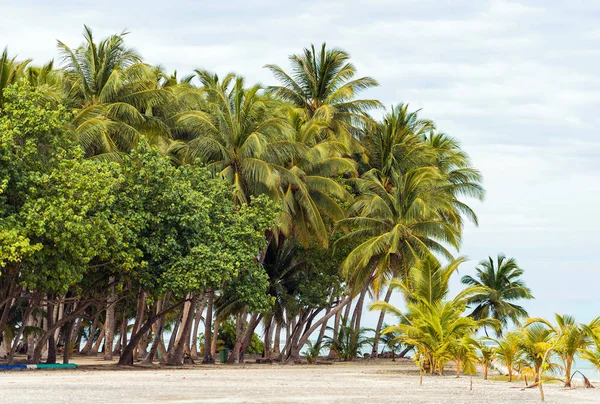 Vista de la bonita playa tropical con palmera de coco, islas Maldivas. Copiar espacio para texto . — Foto de Stock