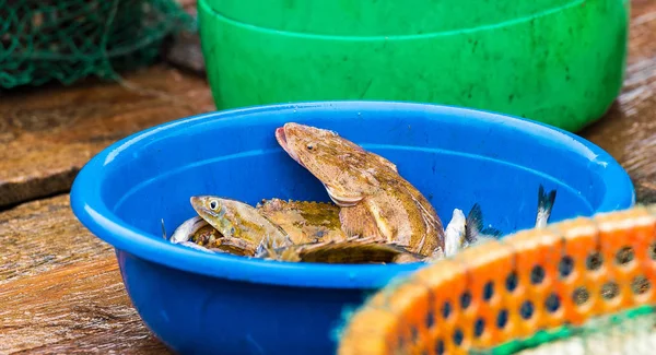 Peixe em uma tigela em Halong Bay, Vietnã. Close-up . — Fotografia de Stock