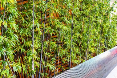 Görünümü büyüyen genç bambu, Kyoto, Japonya. Yakın çekim. 