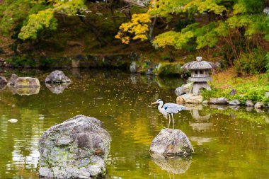 Heron city Park, Kyoto, Japonya bir kayaya. Metin için yer kopyalayın.   
