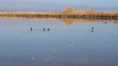 Delta del Ebro Doğal Parkı, tarladaki kuşlar.