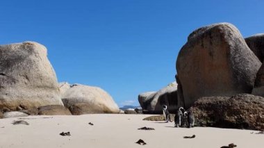 Ümit Burnu 'ndaki Boulder Plajı' nda Kara Ayaklı Penguen