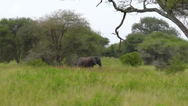 Grupa słoni w parkach narodowych Serengeti — Wideo stockowe