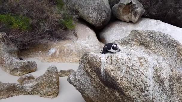 Μαύρο πόδι Penguin στο Boulder Beach στο Ακρωτήριο της Καλής Ελπίδας — Αρχείο Βίντεο