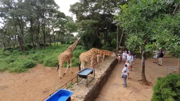 Nairobi Kenia -februari 26, 2020: Turister klappa en giraff i Giraffen Center Nairobi. — Stockvideo