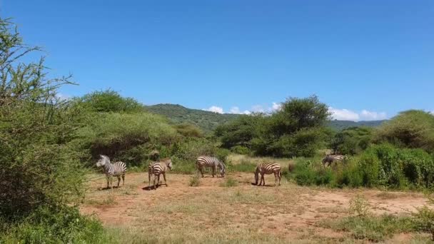 Zèbres pâturant dans des champs de savane colorés, pittoresques et secs du safari africain de Tarentgire — Video