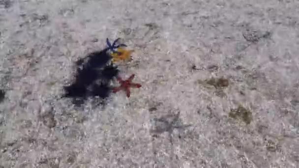 Röd gul blå sjöstjärnor under vattnet på sanden — Stockvideo