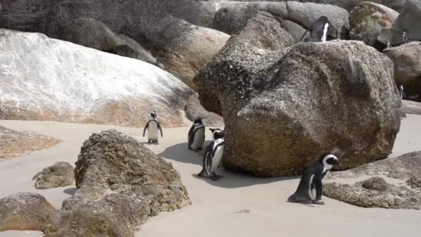 Penguin berkaki hitam di Pantai Boulder di Tanjung Harapan — Stok Video