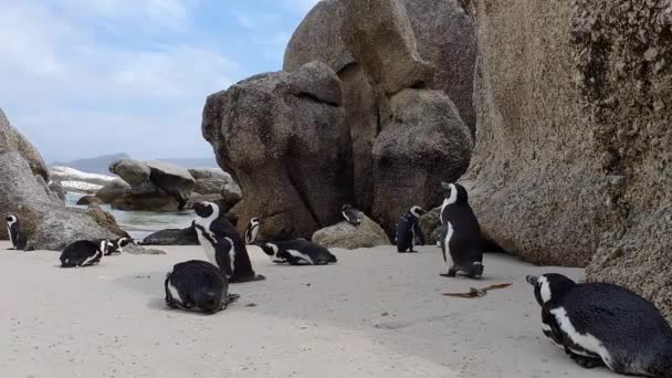 Fekete lábú pingvin Boulder Beach-en a Jóreménység fokán