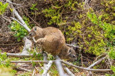 Cape Town, Güney Afrika yakınlarındaki Boulder 's Beach' te çekilmiş bir kaya dassie görüntüsü..