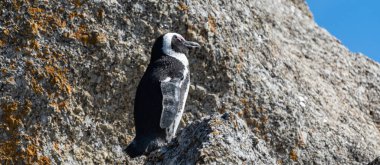 Simonstown, Güney Afrika 'daki Boulders Sahili' nde okyanusa bakan kayadaki tek bir Afrikalı penguenin yan görüntüsü