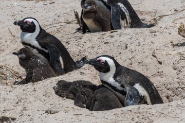 Simonstown, Güney Afrika 'daki Boulders Sahili' nde okyanusa bakan kayadaki tek bir Afrikalı penguenin yan görüntüsü