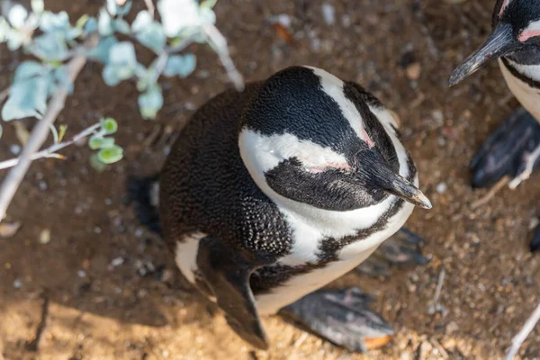 Ovanifrån Afrikanska Pingviner Med Gren Med Blad Stenblock Stranden Simonstown — Stockfoto