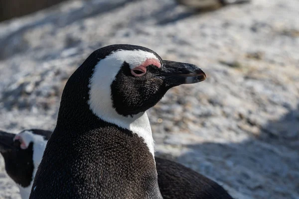 Sidovy Över Enda Afrikansk Pingvin Klippa Med Utsikt Över Havet — Stockfoto