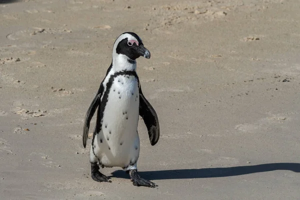 Boční Pohled Jednoho Afrického Tučňáka Skále Výhledem Oceán Boulders Beach — Stock fotografie