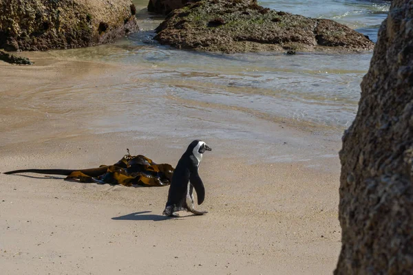 Widok Boku Pojedynczego Pingwina Afrykańskiego Skale Spoglądającej Ocean Boulders Beach — Zdjęcie stockowe