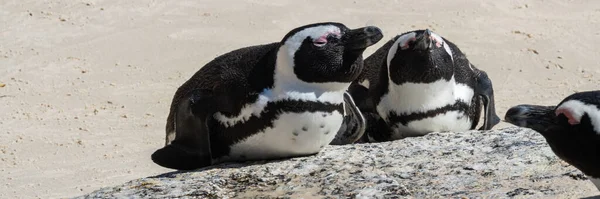 Вид Сбоку Одинокого Африканского Пингвина Скале Видом Океан Пляже Боулдерс — стоковое фото