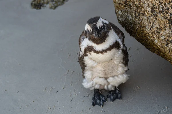 Бічний Вид Одного Африканського Пінгвіна Скелі Який Дивиться Океан Пляжі — стокове фото