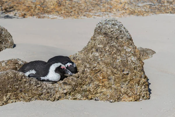 Boční Pohled Jednoho Afrického Tučňáka Skále Výhledem Oceán Boulders Beach — Stock fotografie