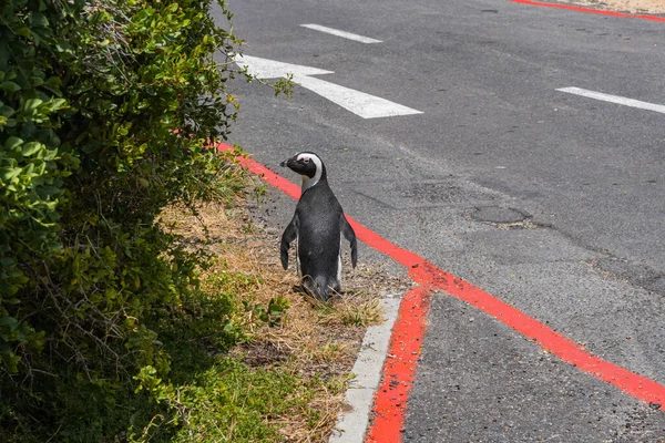 Pojedynczy Pingwin Lub Osioł Spacerujący Wzdłuż Ulicy Boulders Beach Simonstown — Zdjęcie stockowe