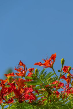 Tavuskuşu çiçekleri ya da mavi gökyüzü ile alev ağacı