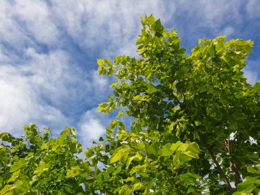 Taze yapraklı Linden dalı. Mavi gökyüzünde parlak yeşil yaprakları olan bir dal, mobil fotoğraf.