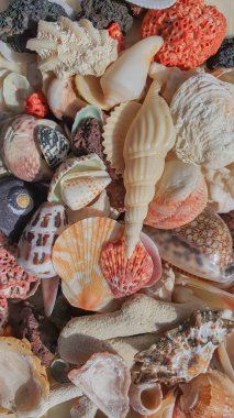 Deniz kabukları arka plan, bir sürü şaşırtıcı deniz kabuğu, lav taşı, kırmızı mercan ve karışık kabuklar, hareketli fotoğraf