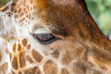 Kenya 'daki Nairobi Zürafa Merkezi' ne bakan bir zürafadan.
