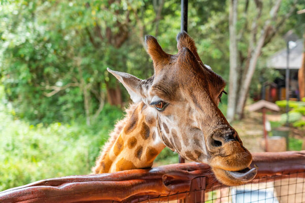 Закрыться от Джирафа с головой и большими глазами в Гирафском центре Найроби, Кения

