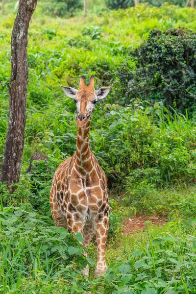 Jung Girafa Bonito Andando Prado Verde Com Árvores Giraffe Center — Fotografia de Stock