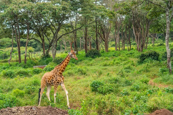 Jung Girafa Bonito Andando Prado Verde Com Árvores Giraffe Center — Fotografia de Stock