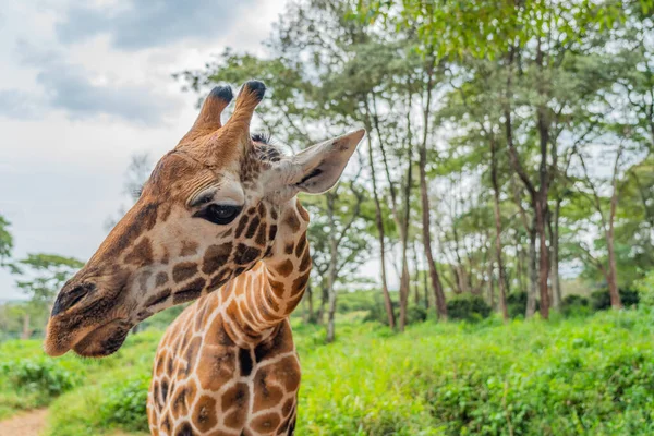 Close Uma Girafa Bonito Ela Olhando Para Câmera Centro Girafa — Fotografia de Stock