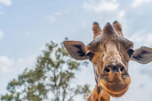 Close Uma Girafa Bonito Ela Olhando Para Câmera Centro Girafa — Fotografia de Stock