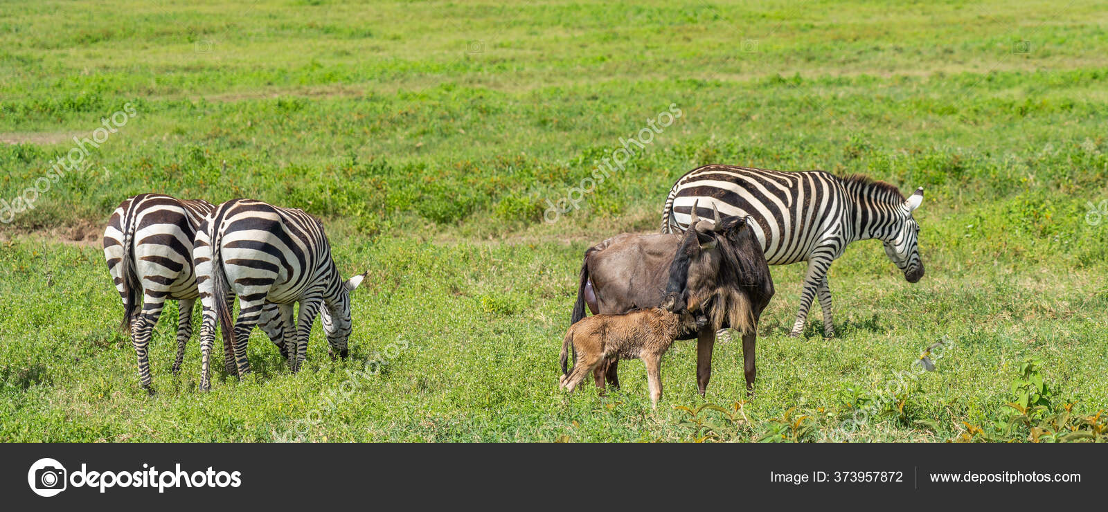 Fantasia Havaiana Roupas De Chita Feminina Carnaval Saia Longa Para Festa  Junina Black Friday Hot Sale, image size:1600x740
