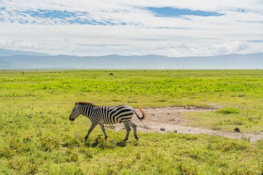 Zebra Ngongoro kraterindeki safariye poz veriyor ve tuhaf bir şekilde bakıyor. Diğer zebralar Serengeti Ulusal Parkı yakınlarındaki Ngorongoro kraterinin kuru düzlüklerinde yürüyorlar.