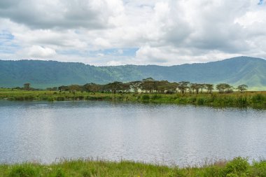 Ngorongoro Koruma Merkezi 'nde küçük bir göl manzarası, krater. Dünyanın harikaları. Kraterde susamış hayvanlar tarafından kullanılan göl. Güzel manzara. 