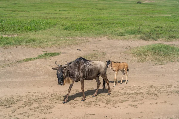 Gnu Gnus Com Recém Nascido Zebra Centro Conservação Ngorongoro Cratera — Fotografia de Stock