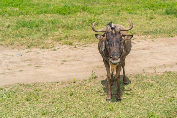 Wildebeest Gnu Perto Centro Conservação Norongoro Cratera — Fotografia de Stock