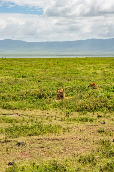 Leão Cratera Ngorongoro Conservation Centre Tanzânia Vida Selvagem Africana — Fotografia de Stock