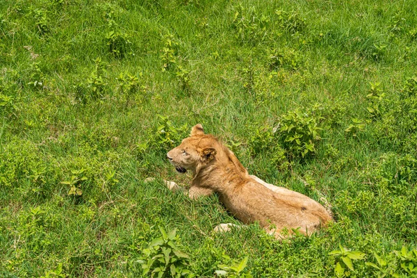 Lion Sur Cratère Ngorongoro Conservation Centre Tanzanie Faune Africaine — Photo