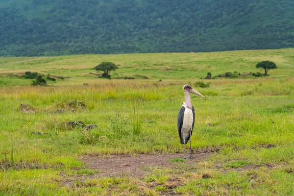 Afrykańskie Ptaki Bocian Marabou Centrum Konserwacji Ngorongoro Tanzania — Zdjęcie stockowe